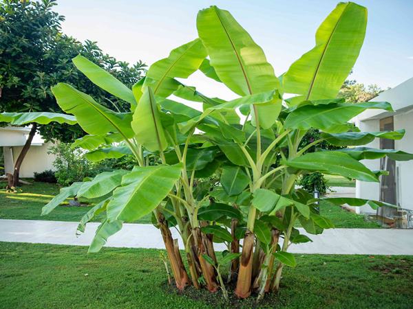 Giải mã điềm báo khi mơ thấy cây chuối là lành hay dữ?