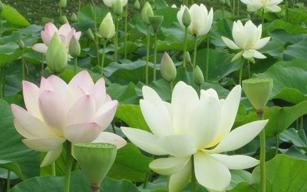 Chiêm bao thấy hoa sen Chiêm bao thấy hoa sen