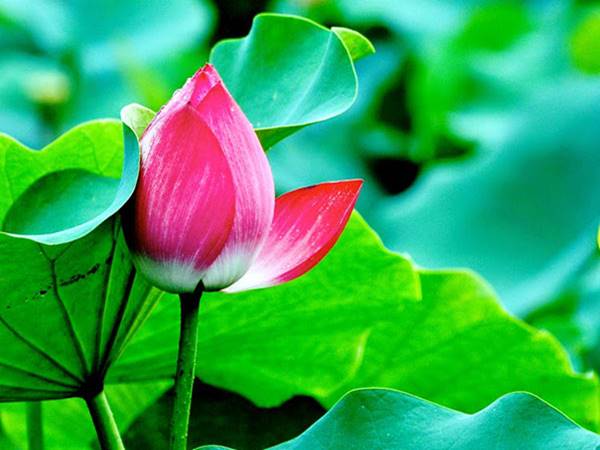 Giấc mơ thấy hoa sen mang đến điềm lành hay điềm gở?